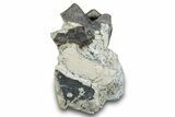 Fossil Titanothere (Megacerops) Jaw Section - Nebraska #281724-1